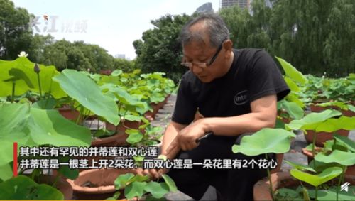 比并蒂蓮還罕見 雙心蓮首現(xiàn)武漢,連專家都是頭回見